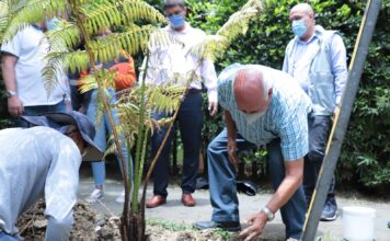 En Envigado sembraron 131 árboles nuevos - Envigado Hoy