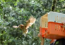 Liberan 21 Currucutúes en la reserva La Morena en Envigado - Envigado Hoy