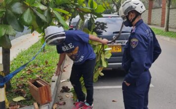En Envigado, rescatan enjambre de abejas africanizadas cerca de un colegio