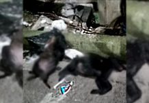 Hallan cadáveres de dos perros en una calle en Envigado - Envigado Hoy