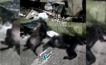 Hallan cadáveres de dos perros en una calle en Envigado Hallan cadáveres de dos perros en una calle en Envigado - Envigado Hoy