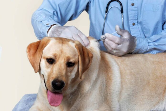 impfung-hund Envigado realizará jornada de vacunación gratuita para perros y gatos